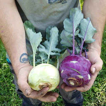 Recette : Chou rave