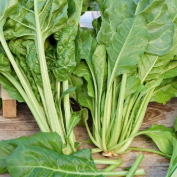 Recette : Blette épinard