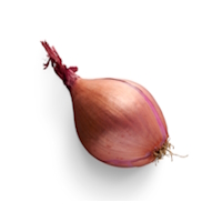 Echalote